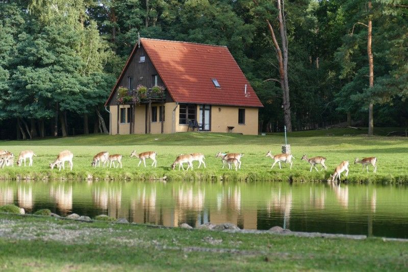 Wildpark Johannismühle- Freizeitaktivitäten Region Brandenburg/Berlin
